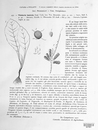 Berkeleyomyces basicola image